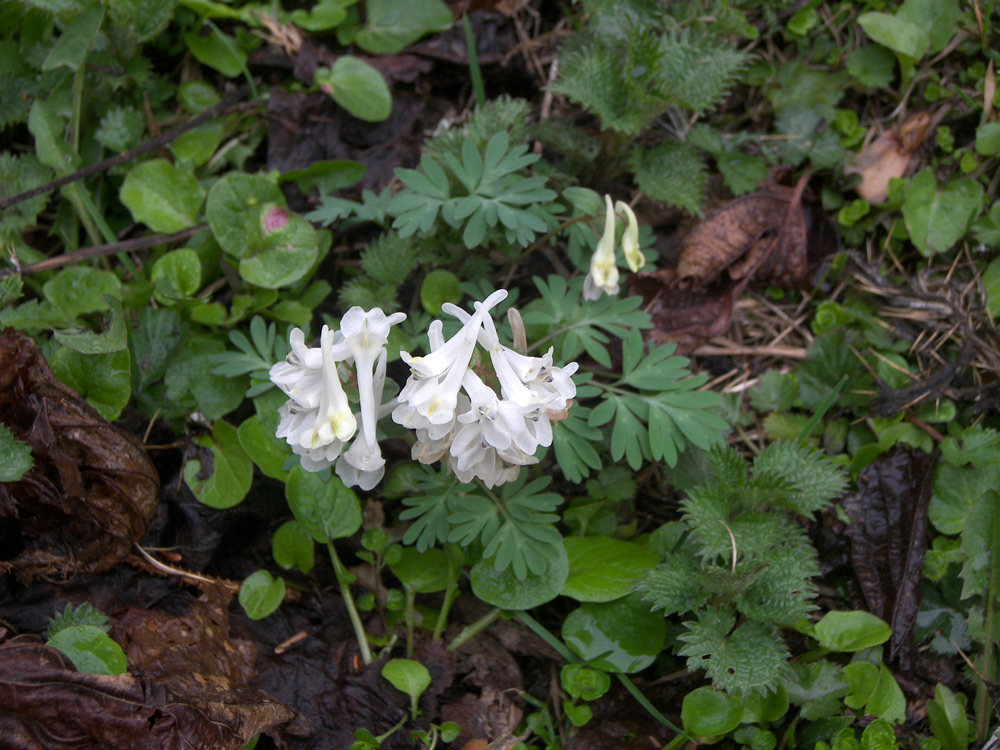 Изображение особи Corydalis teberdensis.