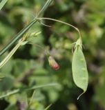 Lathyrus setifolius