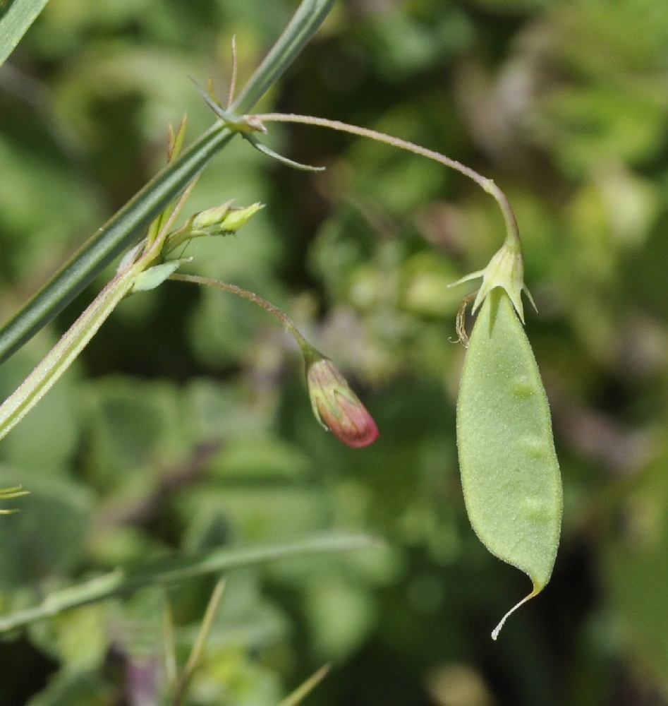 Изображение особи Lathyrus setifolius.