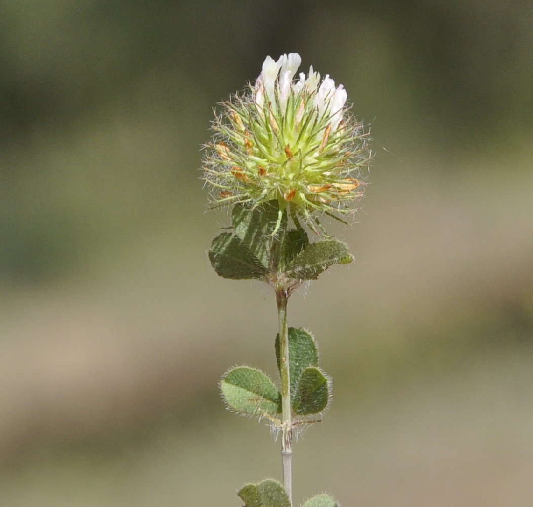 Изображение особи род Trifolium.