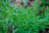 Galium aparine