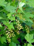 Ribes scandicum. Часть ветви с соцветиями. Санкт-Петербург. 20.05.2009.