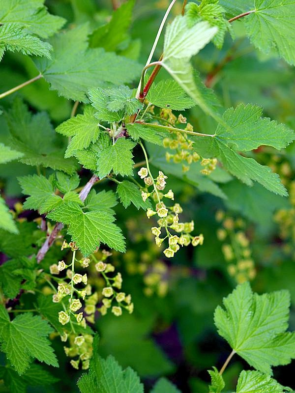 Image of Ribes scandicum specimen.