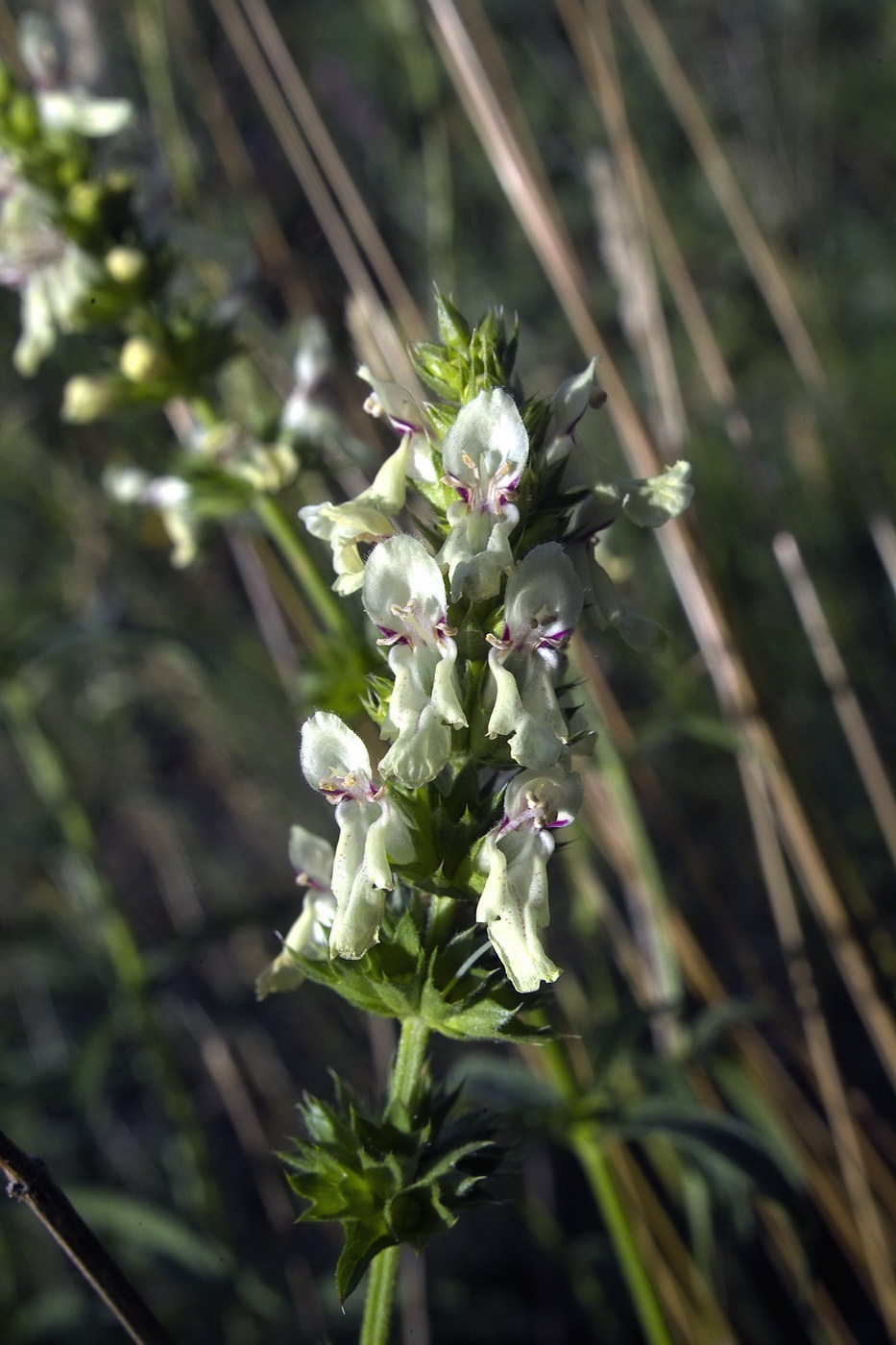 Изображение особи Stachys recta.