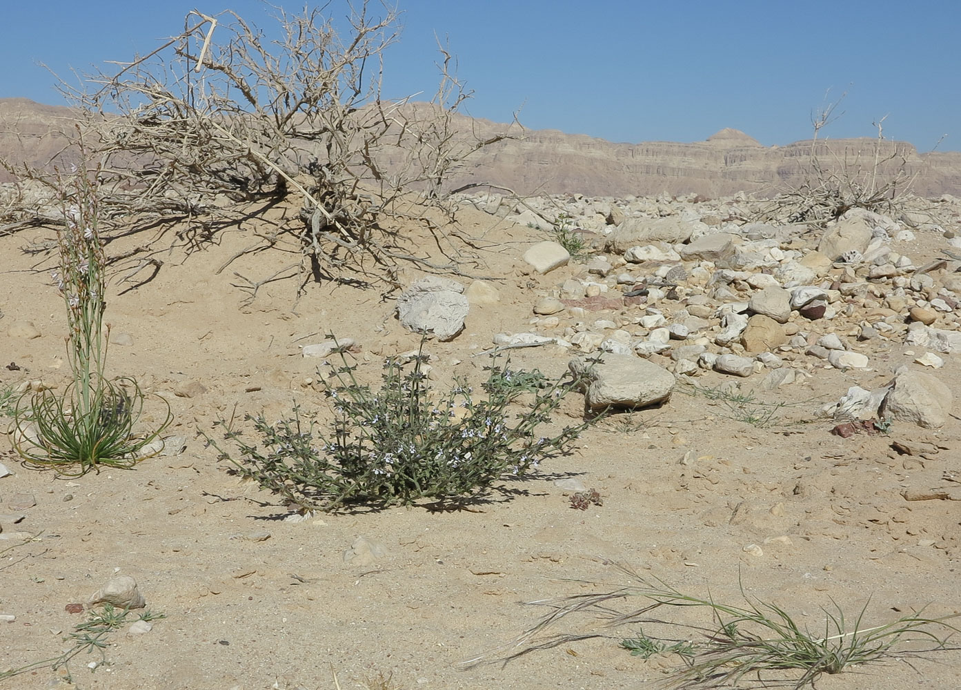 Image of Salvia aegyptiaca specimen.