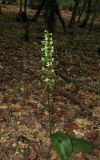 Platanthera chlorantha. Цветущее растение. Крым, Байдарская долина, окр. с. Кизиловое, лиственный лес. 9 июня 2016 г.