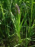 Dactylorhiza incarnata