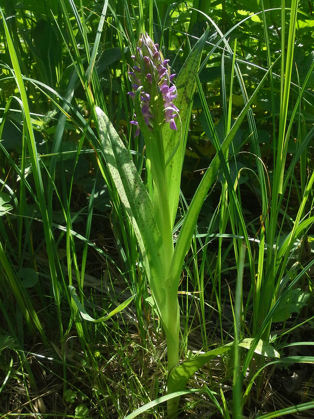 Изображение особи Dactylorhiza incarnata.