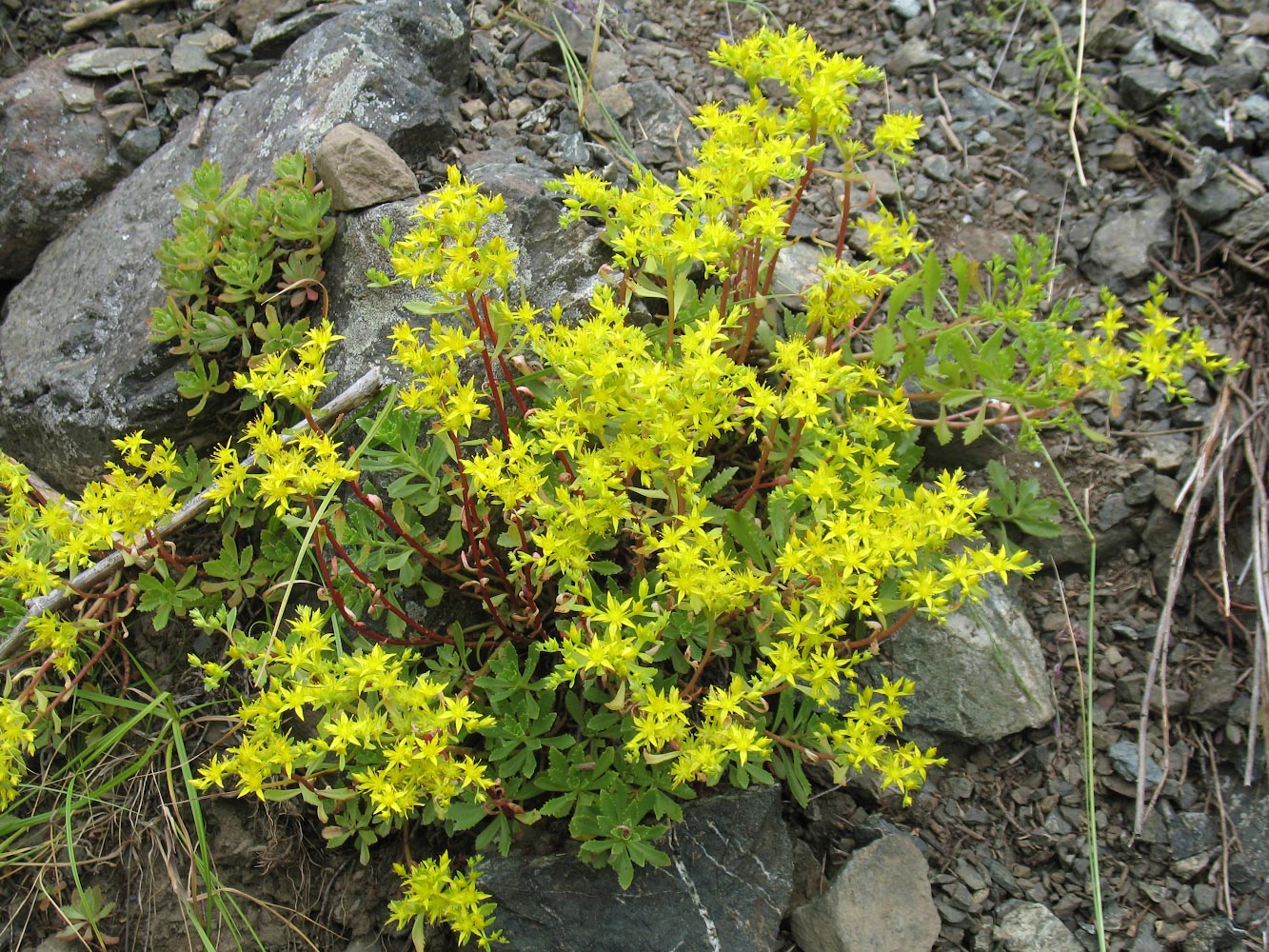 Image of Aizopsis hybrida specimen.