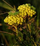 Helichrysum maracandicum