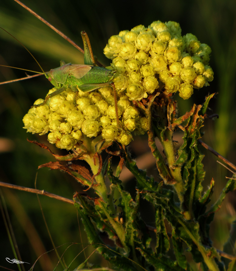 Изображение особи Helichrysum maracandicum.