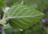 Clinopodium caucasicum