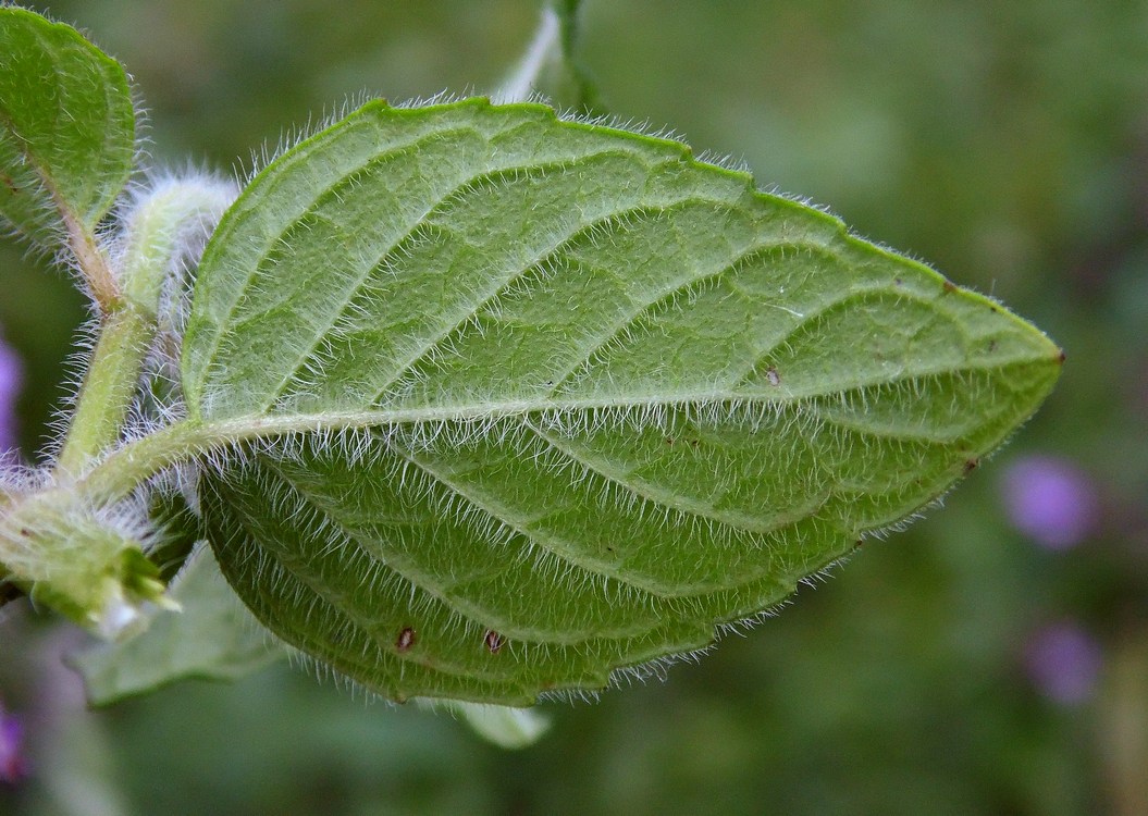 Image of Clinopodium caucasicum specimen.