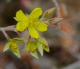 Image of taxon representative. Author is Татьяна Мальчинская