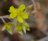 Helianthemum kahiricum. Соцветие с бутонами, цветком и отцветающими цветками. Израиль, нагорье Негев, окр. киббуца Сде Бокер, склон восточной экспозиции. 11.05.2015.