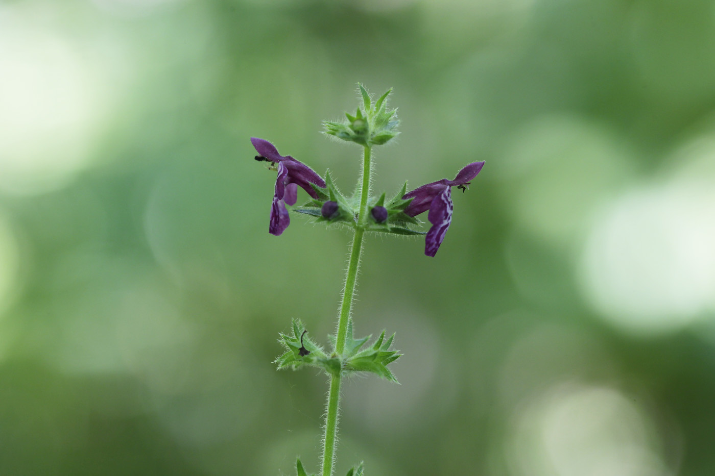Image of Stachys sylvatica specimen.
