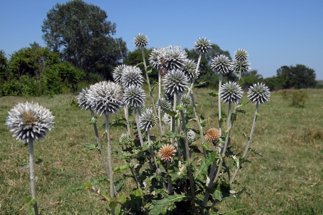 Изображение особи Echinops sphaerocephalus.