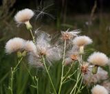 Cirsium setosum. Верхушки плодоносящего растения. Московская обл., Раменский р-н, окр. ж.-д. платформы Хрипань, просека под ЛЭП. 10.08.2016.