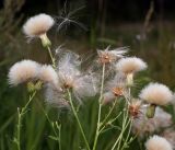 Cirsium setosum