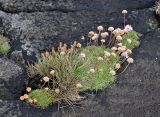 Armeria maritima. Цветущие и отцветшие растения в сообществе с плодоносящим Plantago maritima. Исландия, окр. г. Кефлавик, вершины прибрежных скал. 31.07.2016.