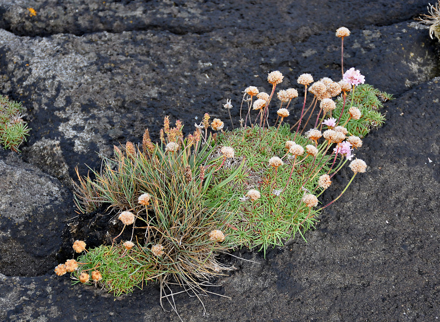 Image of Armeria maritima specimen.