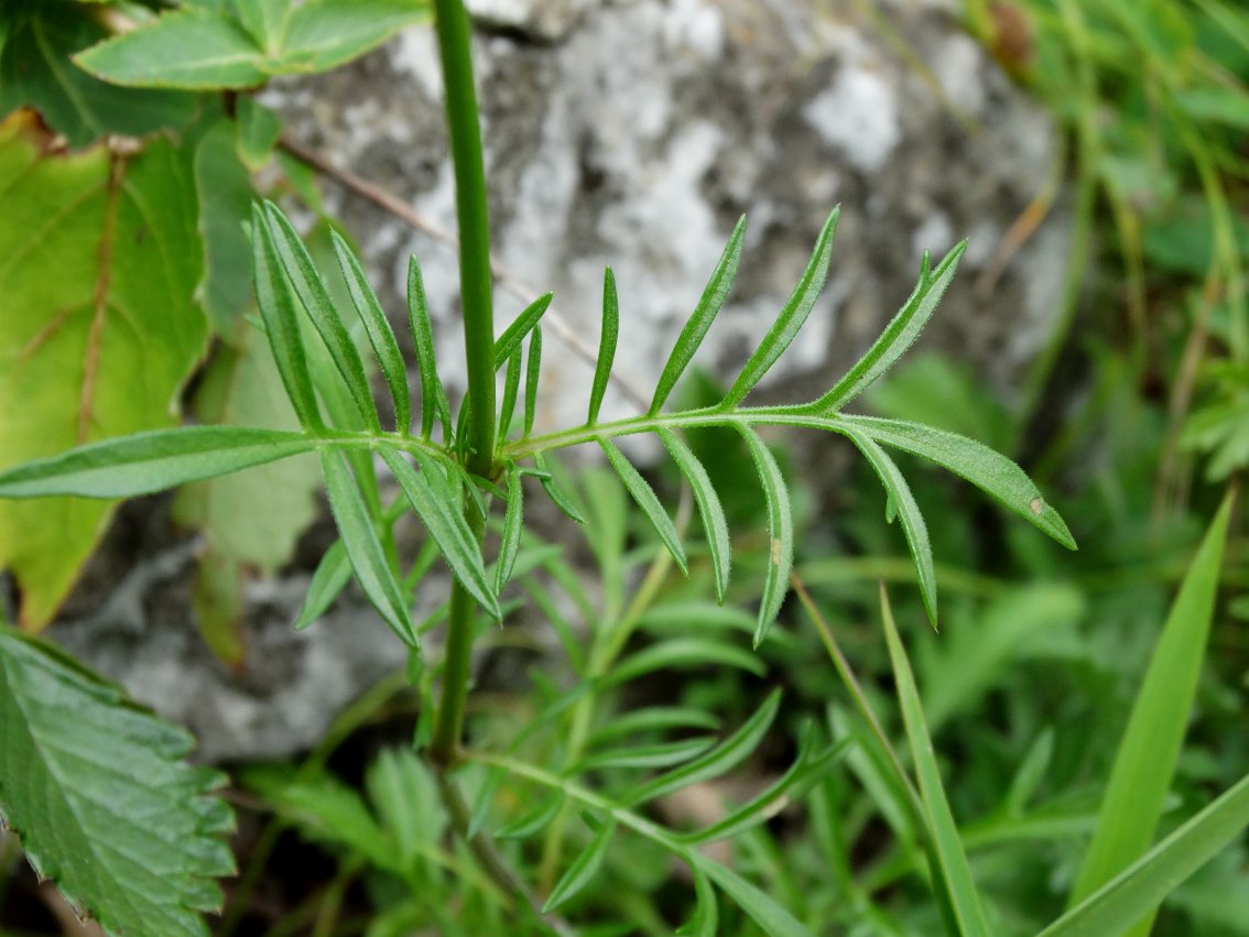 Image of Scabiosa lachnophylla specimen.