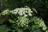 Heracleum dissectum. Верхняя часть растения с распустившимся центральным соцветием и боковыми соцветиями в бутонах. Красноярский край, парк \"Ергаки\", окр. базы Тушканчик, субальпийское кедрово-пихтово-еловое редколесье. 19.07.2016.