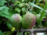 Chaenomeles japonica