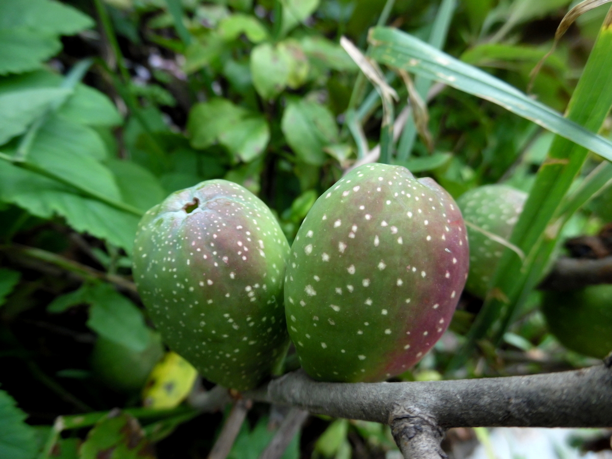 Image of Chaenomeles japonica specimen.