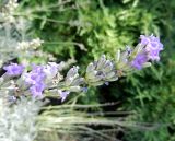 Lavandula angustifolia. Отцветающее соцветие. Ставропольский край, г. Невинномысск, территория гостиничного комплекса, в культуре. 12.09.2016.