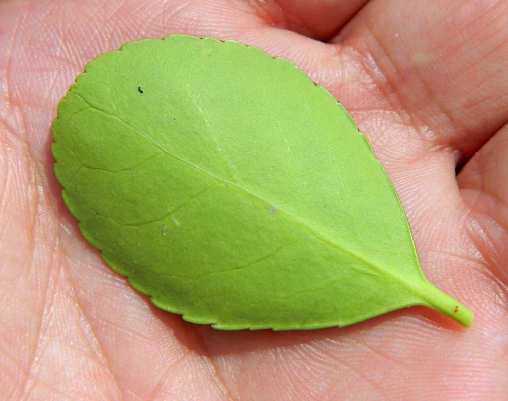 Изображение особи Euonymus japonicus.