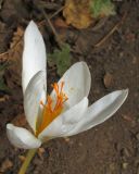 Crocus speciosus. Цветок (гипохромная форма). Крым, гора Северная Демерджи, буковый лес. 1 октября 2016 г.