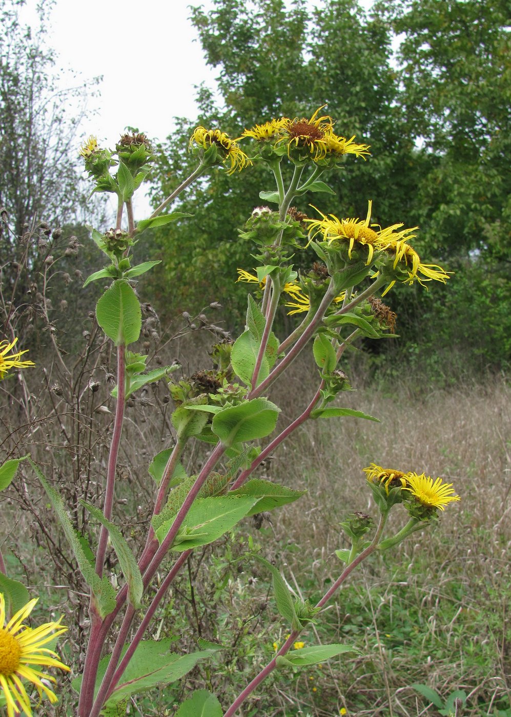 Изображение особи Inula helenium.