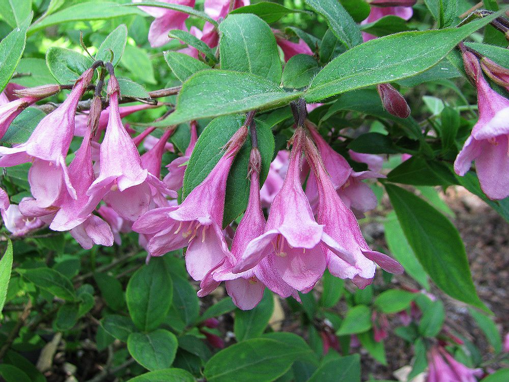 Image of Weigela praecox specimen.