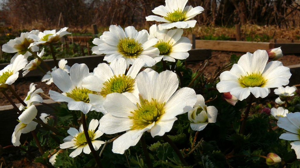 Изображение особи Callianthemum isopyroides.