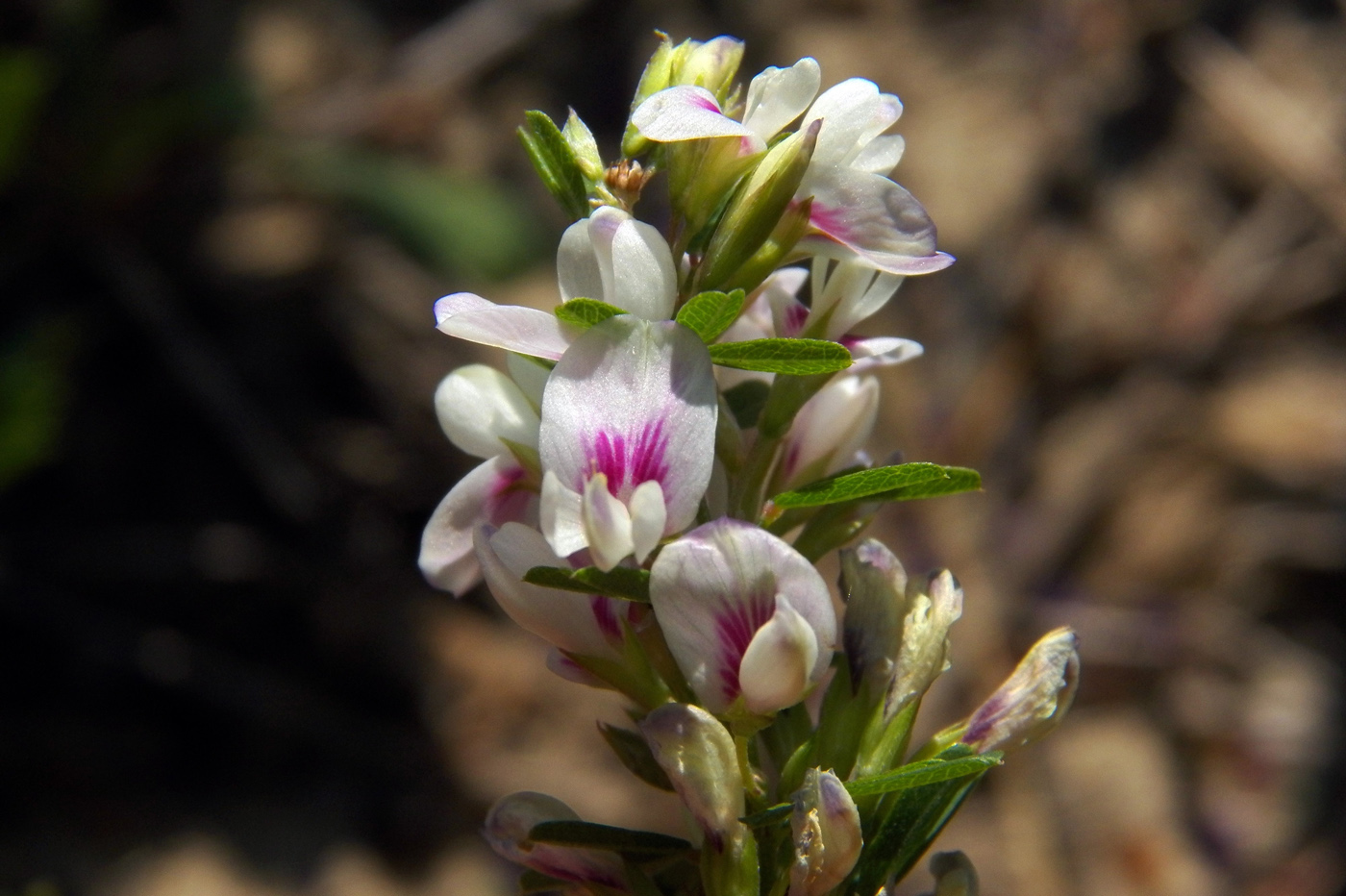 Image of Lespedeza juncea specimen.