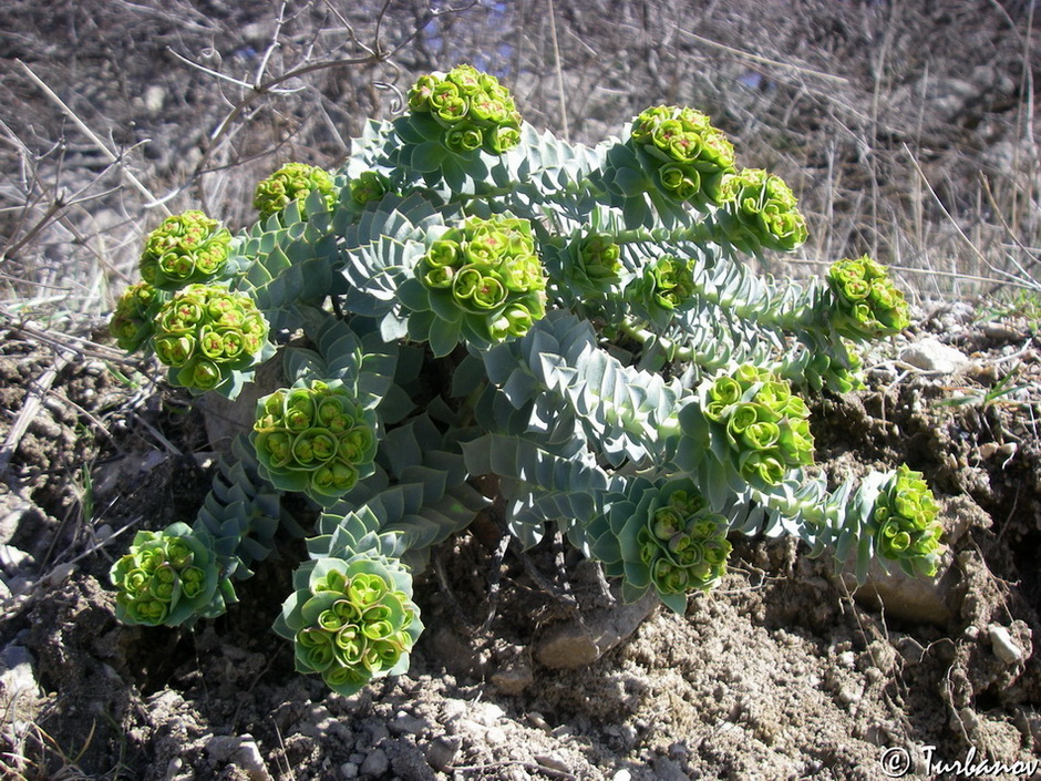 Изображение особи Euphorbia myrsinites.