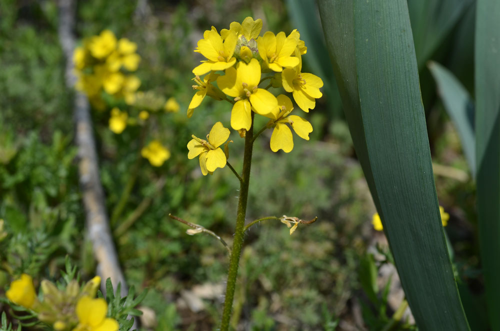 Изображение особи Chorispora sibirica.