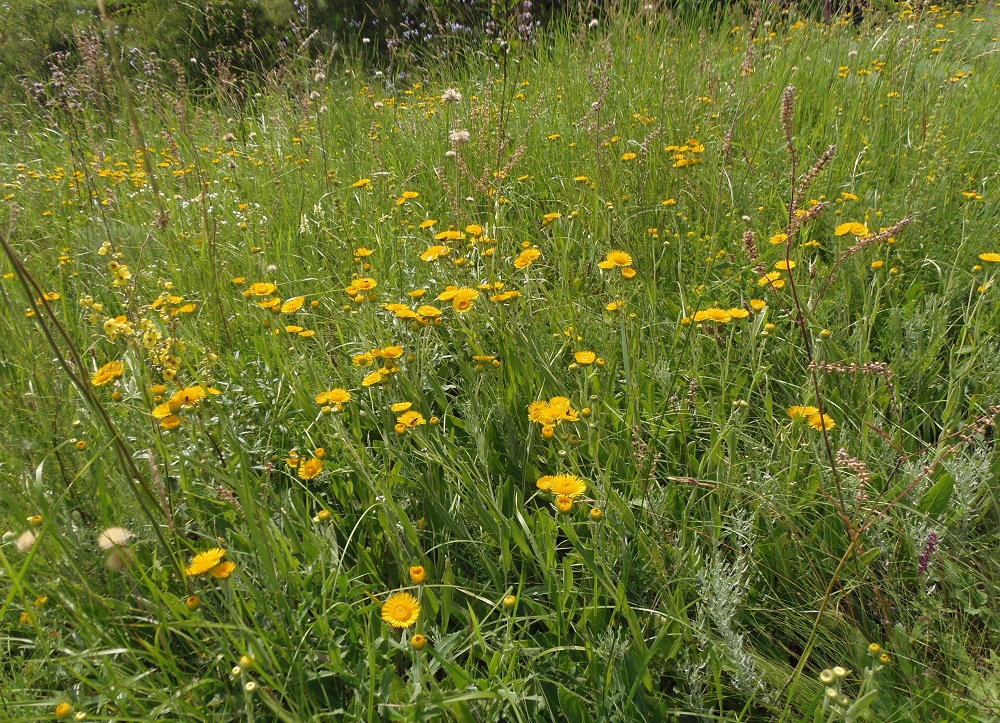 Изображение особи Inula oculus-christi.