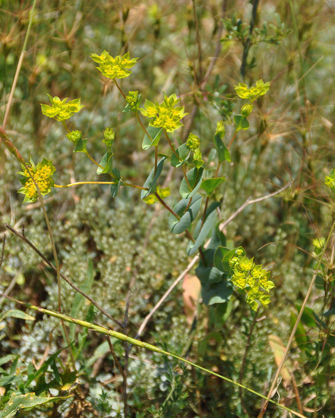 Изображение особи Bupleurum rotundifolium.