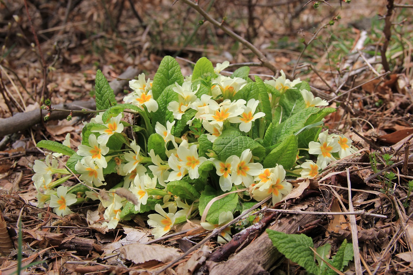 Image of Primula vulgaris specimen.