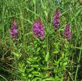 Lythrum salicaria. Цветущее растение на окраине тростниковых зарослей. Ленинградская обл., Ломоносовский р-н, окр. пос. Большая Ижора, побережье Финского залива. 02.07.2016.