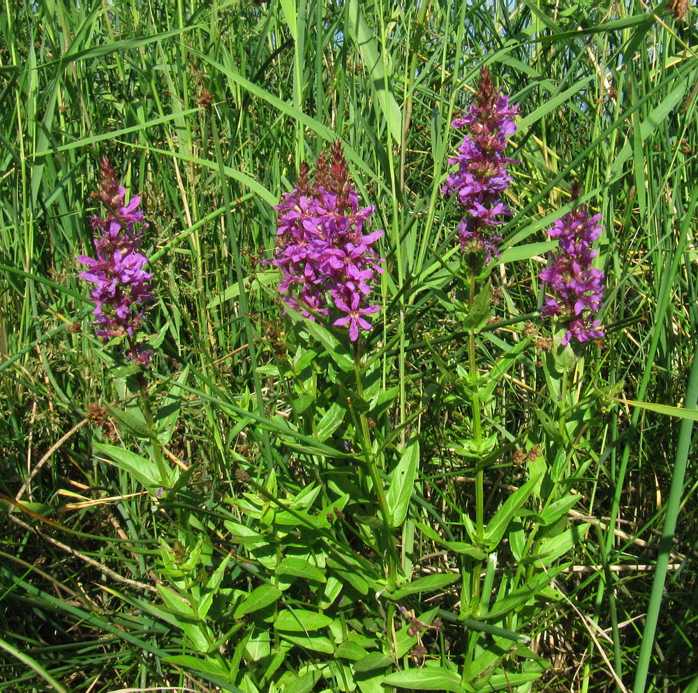 Image of Lythrum salicaria specimen.