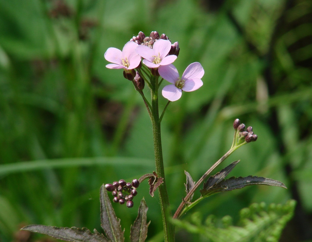 Image of Cardamine macrophylla specimen.