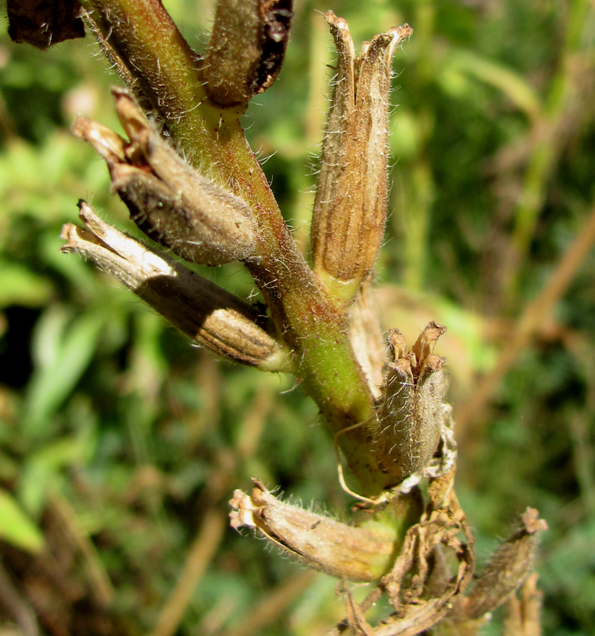 Image of Oenothera glazioviana specimen.