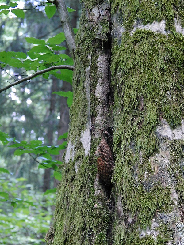 Image of Fagus sylvatica specimen.