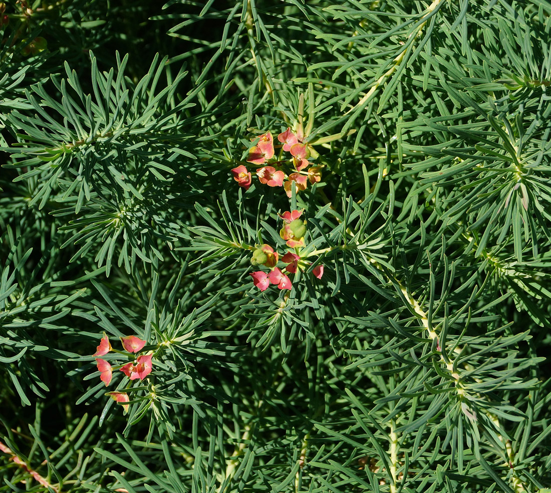 Изображение особи Euphorbia cyparissias.