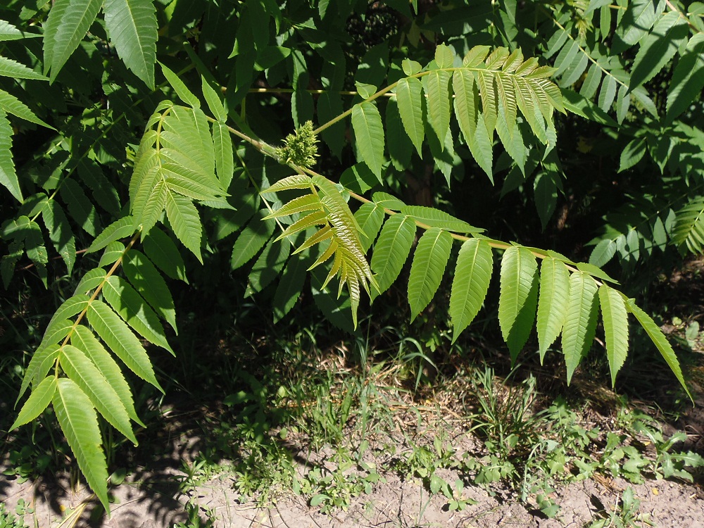 Image of Rhus typhina specimen.