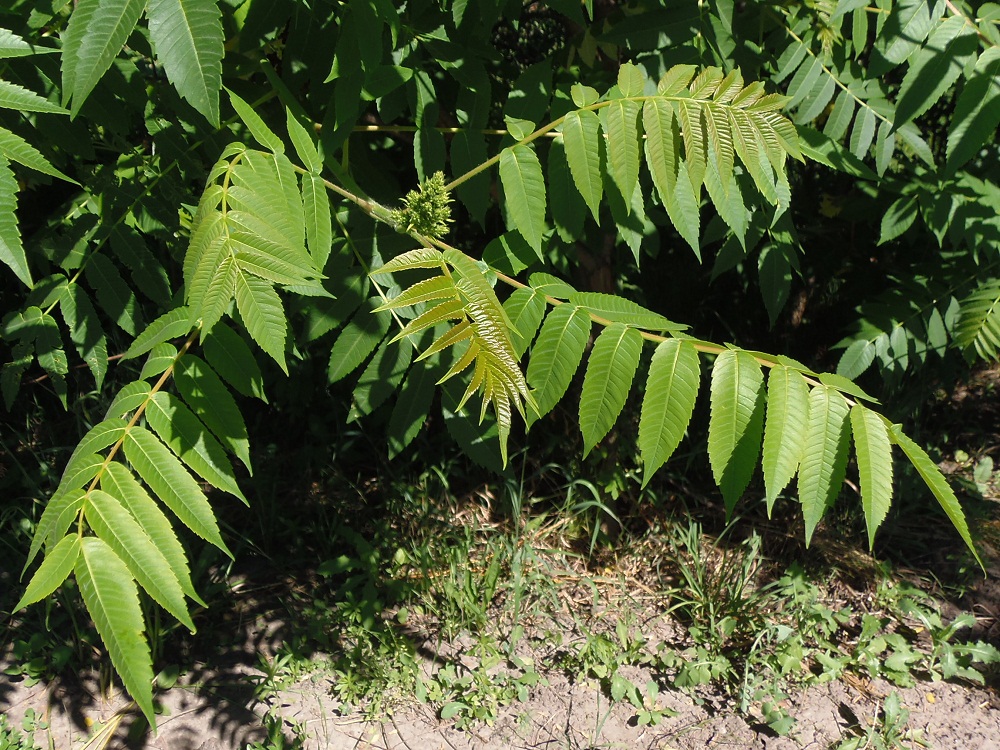 Изображение особи Rhus typhina.