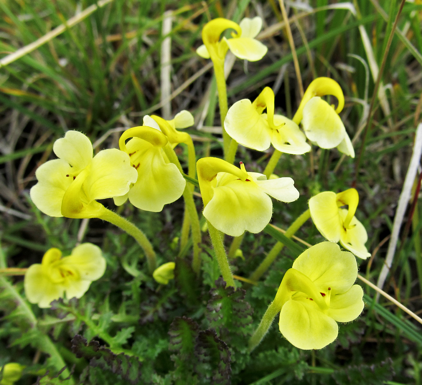 Изображение особи Pedicularis longiflora.